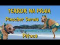 Terror na praia pinscher sereia