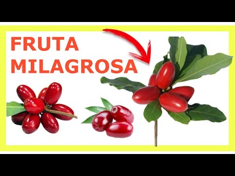 Vídeo: Sabor Madressilva: Qual é O Sabor Dos Frutos Comestíveis E Como é? Por Que é Amargo? Prove Qualidades De Diferentes Variedades, Madressilva Suculenta Com Sabor De Mirtilo E Outras 