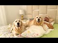 Golden Retrievers occupy their owner&#39;s bed