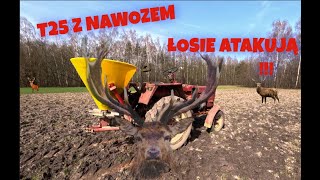 #2 T25 i URSUS C-360-3p Nawóz pod korzeń. 🔥🔥POLOWANIE na ŁOSIA 🏹🫎