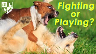 Dog Fighting or Playing? How to tell the difference.