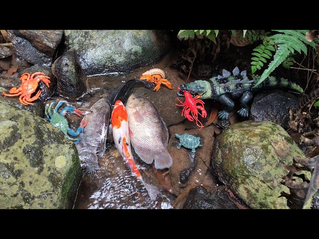 Finding Gurame Fish and Koi Behind the Rock, Shark, Crab, Lobster, Sea Animal - Part363 class=