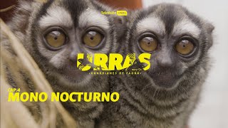 Mono nocturno | URRAS ¡Guardianes de fauna!