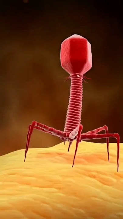 Bacteriophage 3D views #bacteriophage#biology#bacteria#my_dark_sideneet