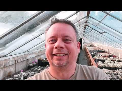 Ariocarpus - KaktusgärtnerTV aus dem Gewächshaus zum World Podcast day 2020