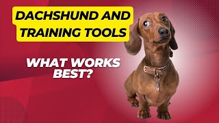 Dachshund and Training Tools: What Works Best? by Sweet Dachshunds 29 views 5 months ago 2 minutes, 2 seconds