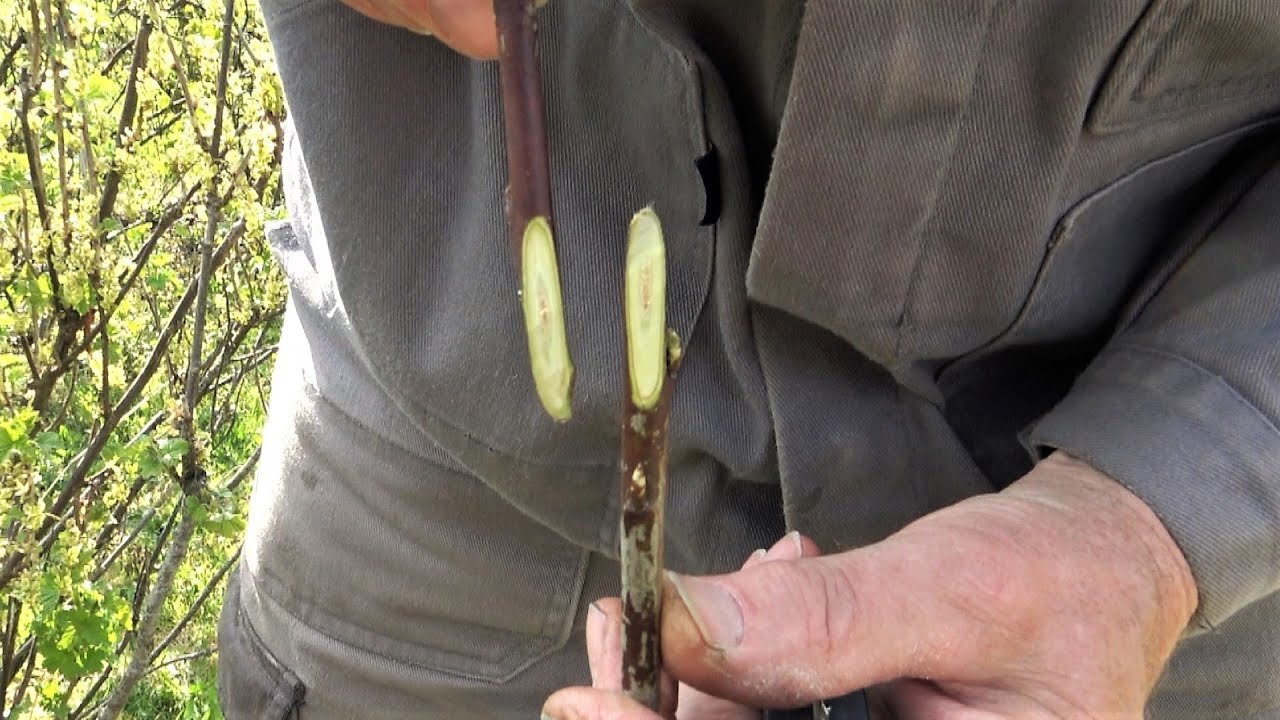 Oltások Goldperger Andrással. 1. rész - Párosítás