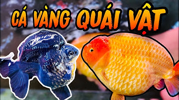 Tham Quan Tiệm Cá Vàng SIÊU KHỦNG Tại Sài Gòn | Tuấn Cá Đây | Vlogs 9