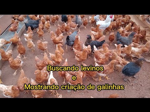 Buscando levinos e mostrando criação de galinhas 🐔🐟