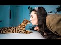 LEARN THE CUTEST BENGAL CAT TRICK FAST!! の動画、YouTube動画。