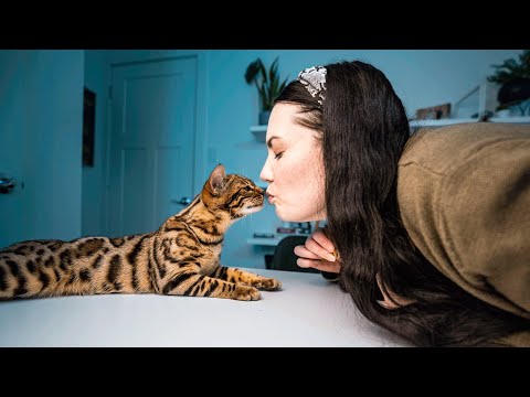 Video: Kattenrassen: Bengalen