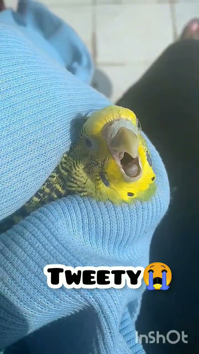 my budgie died 🥺🥺Rip Tweety l you are the best bird fly high l #budgies