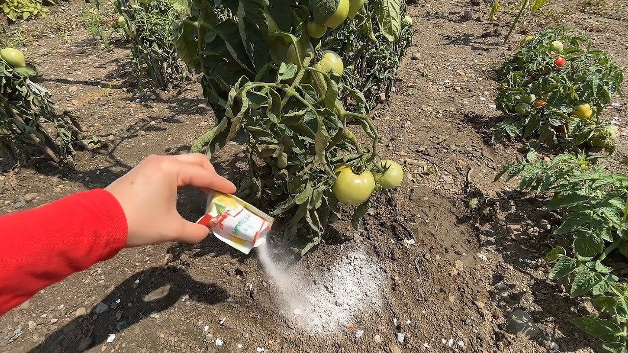 Streue das unter Tomaten und Gurken und sie wachsen sichtbar schneller