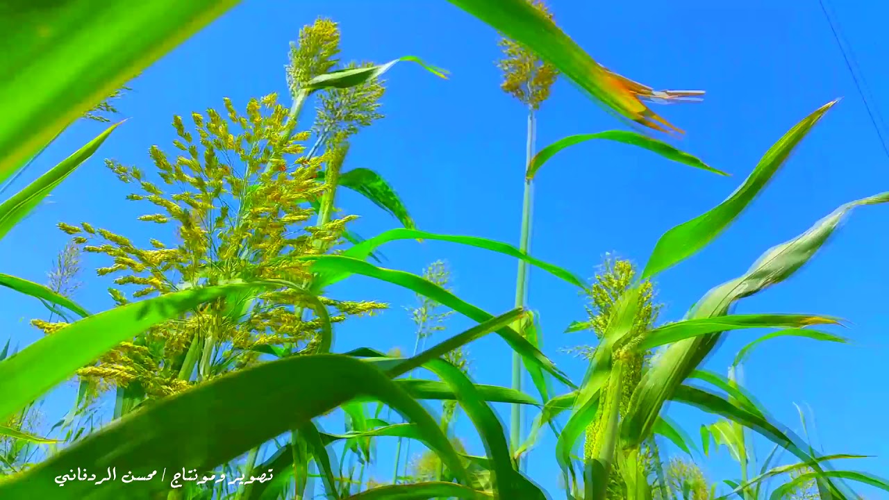 اجمل مناظر من منطقة الراحة - ردفان - لحج