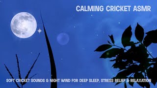 Calming Cricket ASMR | Soft Cricket Sounds & Night Wind for Deep Sleep, Stress Relief & Relaxation screenshot 5