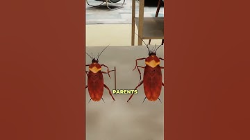How Do Cockroaches Survive Everything?