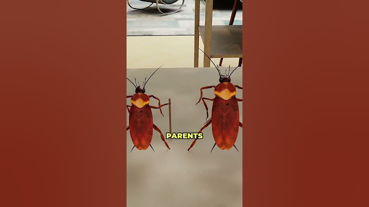 How Do Cockroaches Survive Everything?