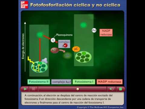 Video: ¿Qué es la fotofosforilación no cíclica?