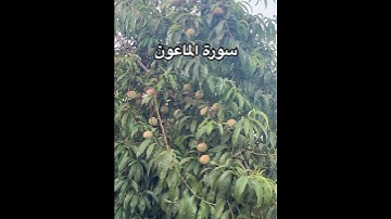 القرآن الكريم سورة الماعون #القرآن_الكريم #اكسبلور #كلام_من_ذهب #أجمل_القراءات #اذكروالله