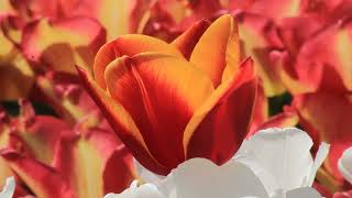 ♦  Red and Yellow color Tulip  ♦