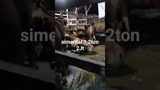 Simental Jumbo Semok 1,2Ton Kurleb