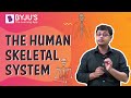Building Blocks of the Human Skeleton