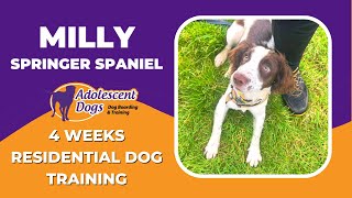 Milly the Springer Spaniel  4 Weeks Residential Dog Training