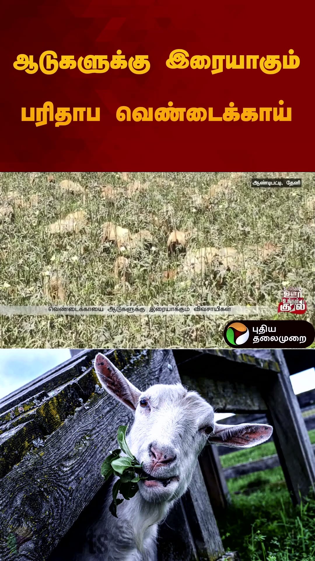 ஆடுகளுக்கு இரையாகும் பரிதாப வெண்டைக்காய் | #Okra | #goat | #sheep | #farming | #shorts