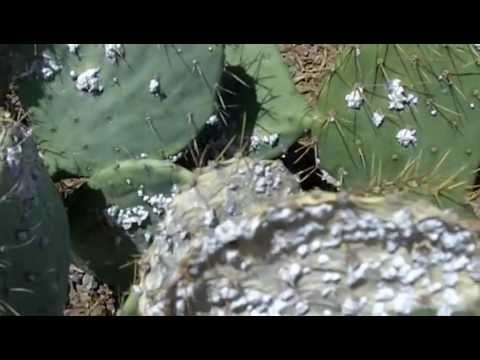 Vidéo: Phyllosticta Pad Spot On Cactus Plants - Contrôle des symptômes de Phyllosticta dans les figues de Barbarie