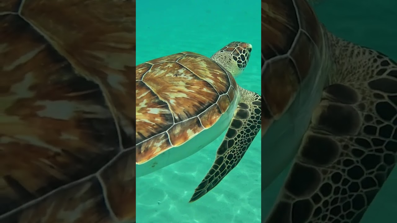 Swimming with turtles in Curacao 🫠😍
