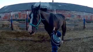 Лошади спят в общей конюшне: просто милое видео Лошади спят в общей конюшне: просто милое видео