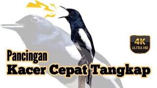 Pancingan Kacer Agar Emosi Langsung Buka Ekor