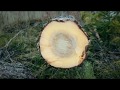 A story about Swedish Wood