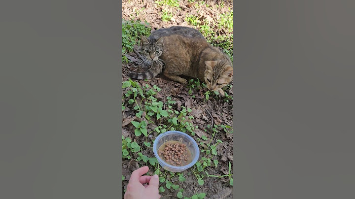 КОШКА РОДИЛА КОТЯТ ПРЯМО НА УЛИЦЕ