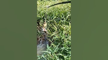 Câu cá Lóc ổ trứng vàng, táp 1 phát ăn ngay