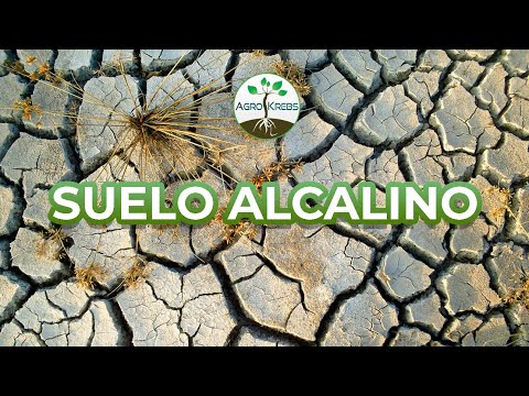 Video: Jardinería con suelo alcalino: ¿Cuáles son algunas plantas tolerantes a los alcalinos?