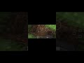 minecraft ama banka yapıyorum