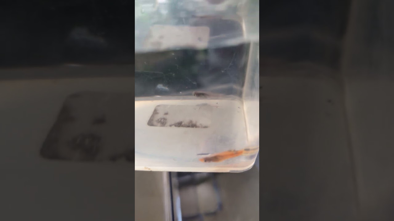 From the swamps of Florida, no New Swamp Guppy pair!  (2026) #shorts #drockingfish