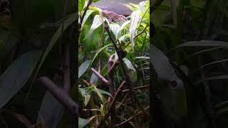 Anole changing color in less than a minute!