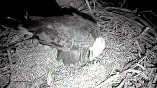 Decorah Eagles - Mom lays 1st egg 02.17.12
