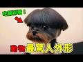 動物最驚人的十大奇葩外形！長得像翻車現場的小貓只能排第9，第一名直接讓人懷疑是不是P圖失敗！