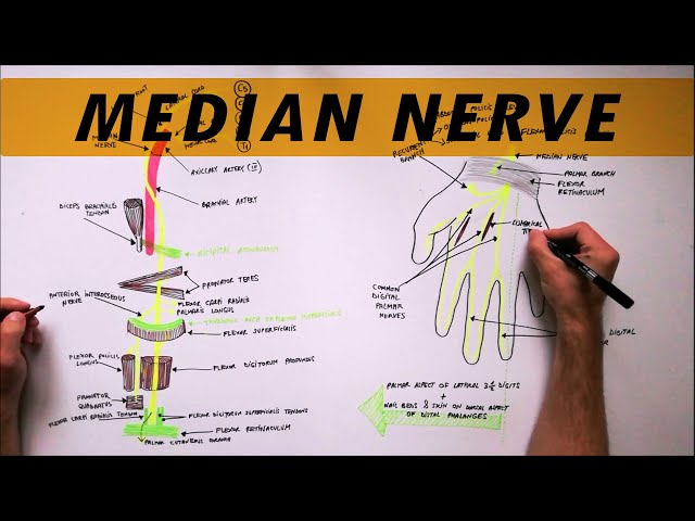 Median Nerve  Anatomy Tutorial 