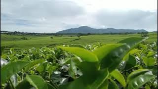 General Maya feat David Bayu-Gemah Ripah Loh Jinawi