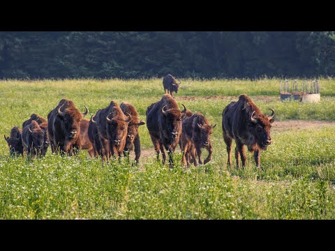 Európai bölények költöztetése 2019