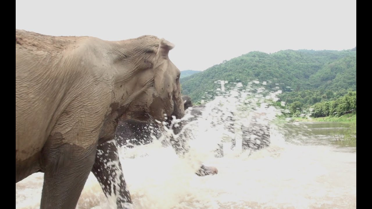 Peak on X: Help the baby elephant to cross the river in our newest iOS  game; Happy River.  #braintraining   / X