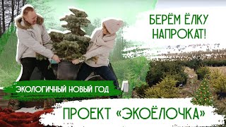 Елки в горшках  Новогодние елки в горшках напрокат – Экопроект Живые елки на Новый Год  Экобизнес