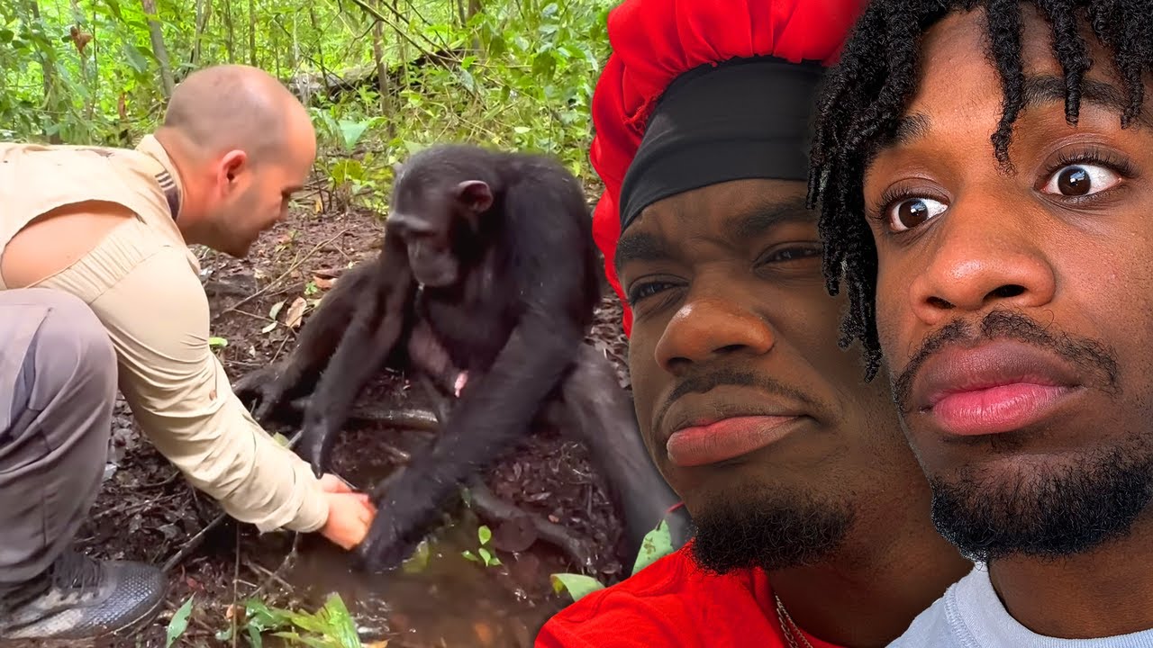 Самая спокойная обезьяна в джунглях