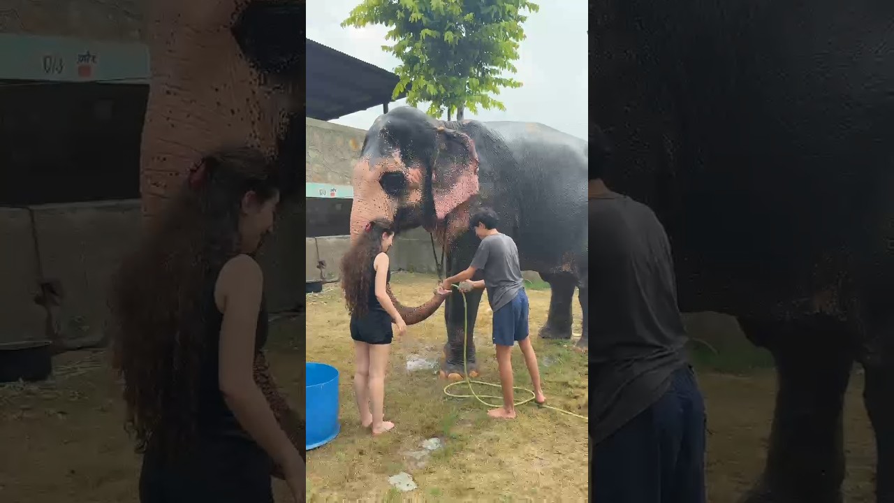 shower activity 😱😱😱😱 with Elephant fun park #shorts