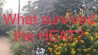 Garden updates after a HOT summer! by Horticulture Geek 318 views 7 months ago 10 minutes, 43 seconds