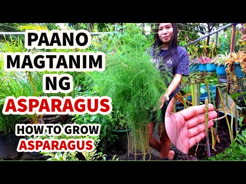 Video: Pag-aani ng Asparagus: Paano Pumili ng Asparagus